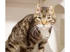 Adopt Korn a Brown Tabby Domestic Shorthair / Mixed (short coat) cat in Bolton