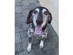 Adopt Doug a Brown/Chocolate - with White German Shorthaired Pointer / Mixed dog