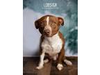 Adopt Red Lobster a Red/Golden/Orange/Chestnut - with White Pit Bull Terrier dog