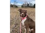 Adopt Twiggy a Brown/Chocolate - with White Doberman Pinscher dog in Littleton