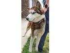 Adopt Dodge a Brown/Chocolate Alaskan Klee Kai / Mixed Breed (Medium) / Mixed