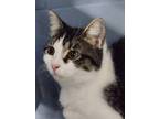 Adopt Medusa a Brown Tabby Domestic Shorthair / Mixed Breed (Medium) / Mixed