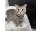 Adopt Doodad a Gray, Blue or Silver Tabby Domestic Shorthair (short coat) cat in