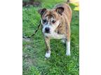 Adopt ZIGGY a Brindle Boxer dog in Bend, OR (41378410)