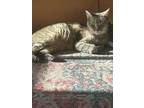 Adopt CHANCE a Spotted Tabby/Leopard Spotted Domestic Shorthair cat in