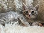 Adopt Toaster a Spotted Tabby/Leopard Spotted Domestic Shorthair / Mixed (short
