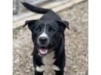 Adopt Jet a Black Golden Retriever / Mixed Breed (Medium) / Mixed (short coat)
