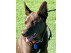 Adopt Layla (Paws in the Pen) a Brown/Chocolate Labrador Retriever / Alaskan