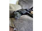 Adopt Harley a Black - with White Mutt / Mixed dog in Columbus, GA (41399145)