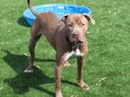 Adopt Chucky a Tan/Yellow/Fawn Mixed Breed (Small) / Mixed Breed (Medium) /