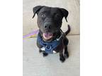 Adopt Kubo 'Bo' a Black Mixed Breed (Small) / Mixed Breed (Medium) / Mixed