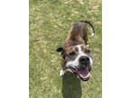 Adopt Stitch a Brindle Mixed Breed (Small) / Mixed Breed (Medium) / Mixed (short