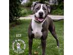 Adopt Ace a Gray/Silver/Salt & Pepper - with White Pit Bull Terrier dog in