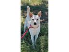 Adopt Snowby a Tan/Yellow/Fawn - with White Carolina Dog dog in Federal Way