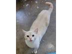 Adopt Sophie (female) a Siamese (short coat) cat in Little Rock, AR (41314491)