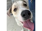 Adopt SIR - JCAC a White - with Tan, Yellow or Fawn Anatolian Shepherd / Great