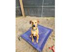 Adopt Remi a Red/Golden/Orange/Chestnut Rhodesian Ridgeback / Labrador Retriever