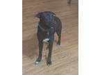 Adopt Carebear a Black - with White German Shepherd Dog / Labrador Retriever /