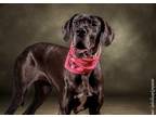 Adopt Pepper a Black Great Dane / Mixed dog in Mooresville, NC (41387583)