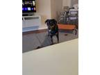 Adopt Arya Rose a Rottweiler / Mixed dog in Tampa, FL (41139687)
