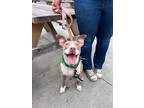 Adopt Kiwi a Gray/Silver/Salt & Pepper - with White Pit Bull Terrier / Mixed