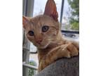 Adopt Apricat a Gray, Blue or Silver Tabby Domestic Shorthair cat in Wake