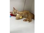 Adopt Mango a Gray, Blue or Silver Tabby Domestic Shorthair cat in Wake Forest