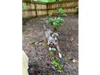 Adopt Stanley a Brindle American Staffordshire Terrier / Mixed dog in Wake