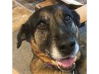Adopt DaisyMae T a Black - with Tan, Yellow or Fawn German Shepherd Dog / Mixed