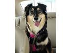 Adopt Dixie a Australian Shepherd / Mixed dog in Great Bend, KS (41099184)