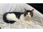 Adopt Eeyore a Brown Tabby Domestic Shorthair (short coat) cat in Tipton