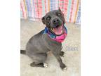 Adopt Helen a American Pit Bull Terrier / Mixed dog in Gautier, MS (41161557)