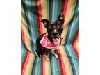 Adopt Mazzy a Black Labrador Retriever / Mixed Breed (Medium) / Mixed (short