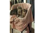 Adopt Mila and Isla a Tan or Fawn (Mostly) American Curl / Mixed (short coat)