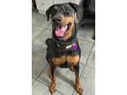 Adopt Beth 3241 a Black - with Brown, Red, Golden, Orange or Chestnut Doberman