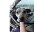 Adopt Gus a White - with Brown or Chocolate Blue Heeler / Boxer / Mixed dog in