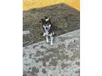 Adopt Fawn a Red/Golden/Orange/Chestnut - with White Shiba Inu / Mixed dog in