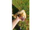 Adopt Ozzy a Tan/Yellow/Fawn Mutt / Labrador Retriever / Mixed dog in Demorest