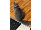 Adopt Alvin (MC) a Gray or Blue Russian Blue / Mixed (medium coat) cat in