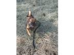 Adopt Maria a Red/Golden/Orange/Chestnut - with Black Shiba Inu / Mixed dog in