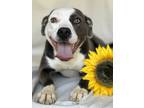 Adopt Taffy a Gray/Silver/Salt & Pepper - with White American Pit Bull Terrier /
