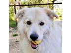 Adopt Kitty- Courtesy Listing a White Australian Shepherd / German Shepherd Dog