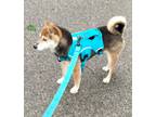 Adopt Dee Dee a Black - with Brown, Red, Golden, Orange or Chestnut Shiba Inu /