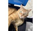 Adopt Nigel a Orange or Red Domestic Shorthair / Mixed (short coat) cat in