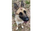 Adopt Bella a Tan/Yellow/Fawn - with Black German Shepherd Dog / Mixed dog in