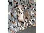 Adopt My Blue Autumn a Black Italian Greyhound / Mixed (short coat) dog in