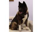 Adopt Trigger a Black Akita / Mixed Breed (Medium) / Mixed (short coat) dog in