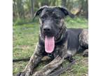 Adopt Kai a Black Mixed Breed (Small) / Mixed Breed (Medium) / Mixed (short