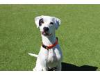 Adopt Willow a Pointer / Mixed Breed (Medium) / Mixed dog in Chestertown