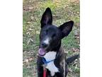 Adopt Dash a Black - with White Border Collie / Shepherd (Unknown Type) / Mixed